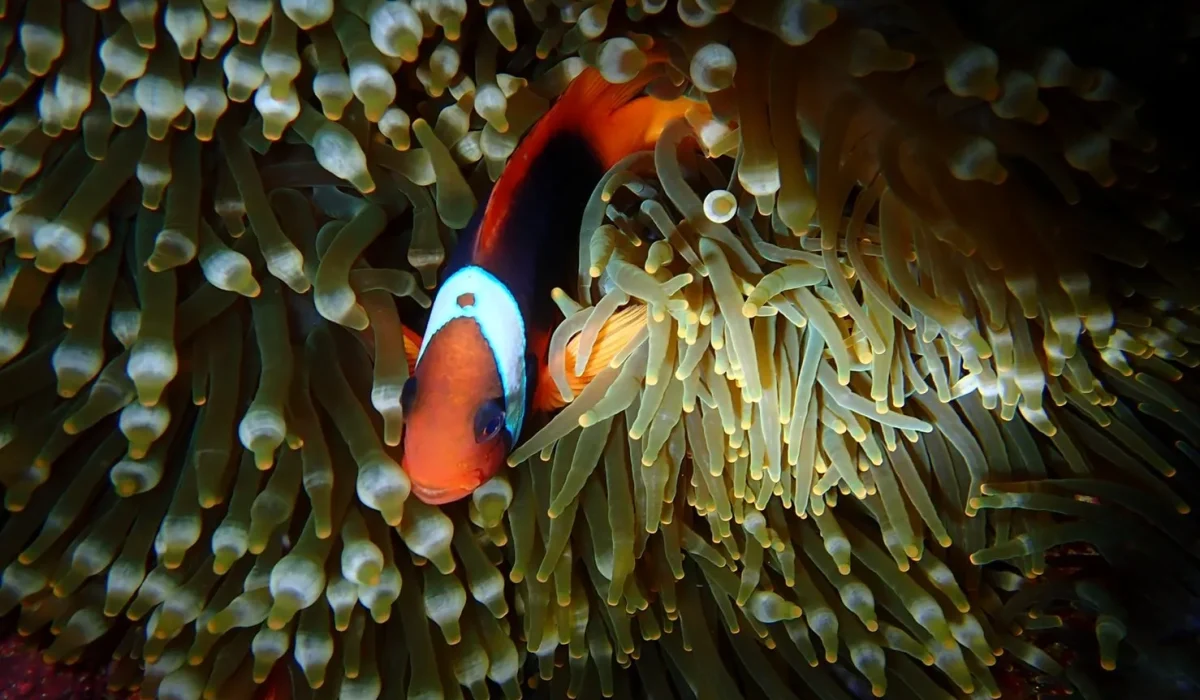 夏夜星空-小丑魚