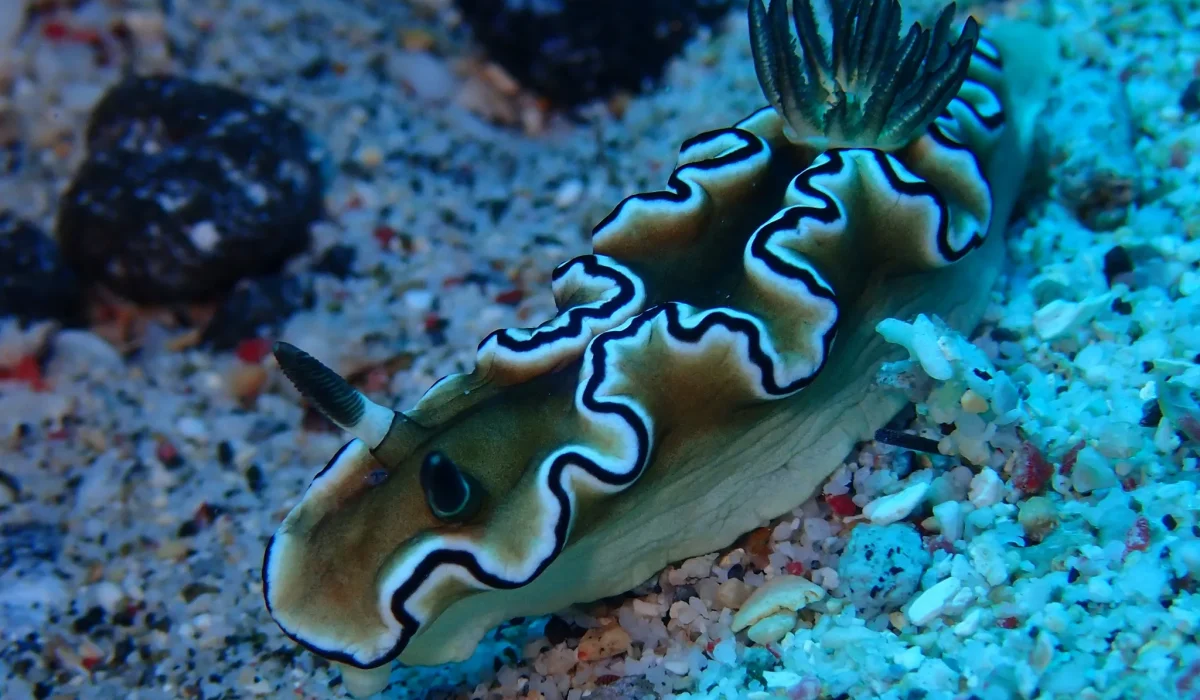 夏夜星空-海底生物