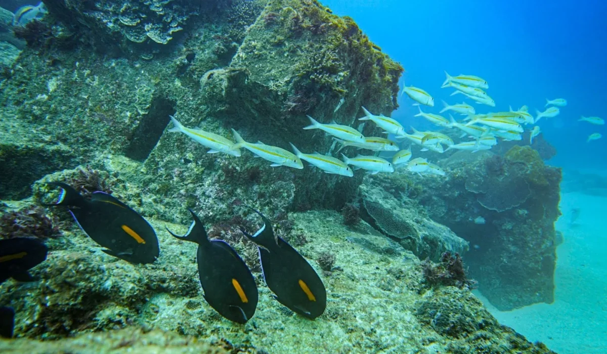 夏夜星空-海底魚群